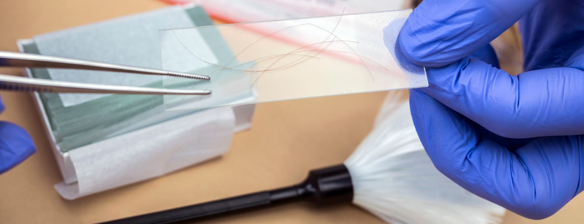 9 Panel Hair Follicle Drug Test Forensic scientist examining hair samples on a glass slide with tweezers, wearing blue gloves.