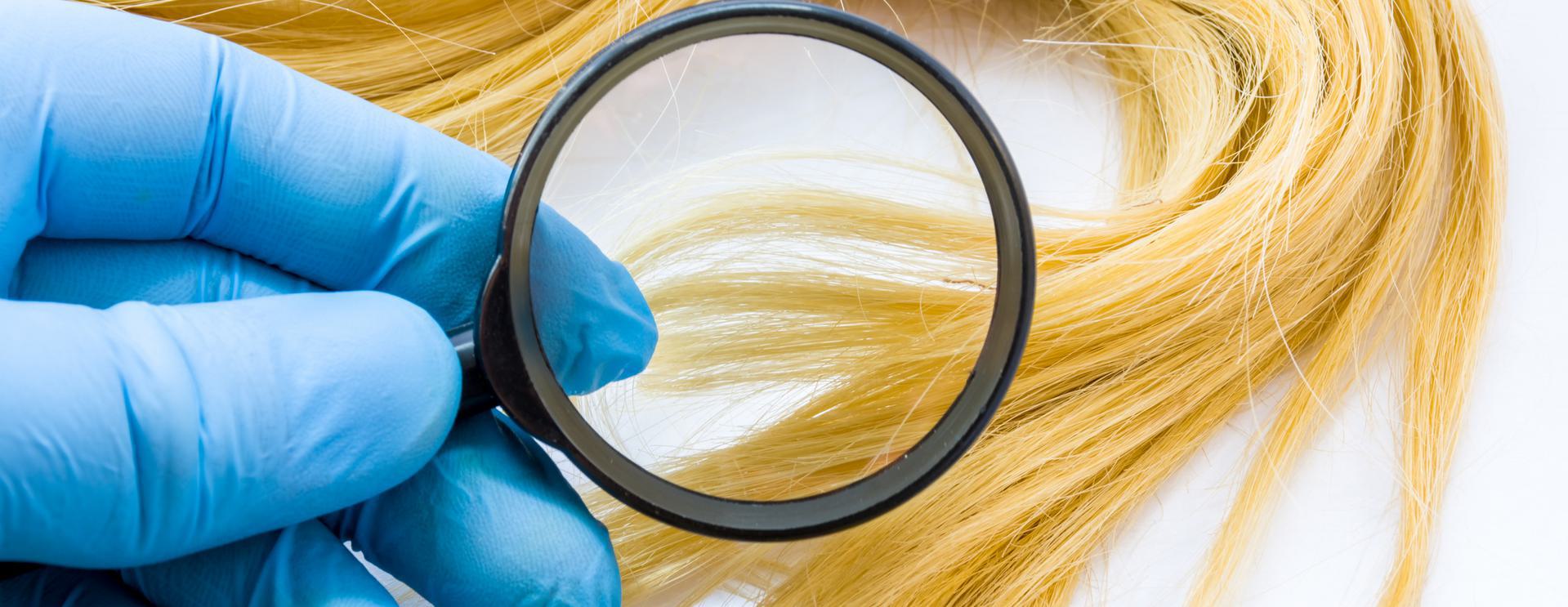 5 Panel Hair Drug Test Close-up of a gloved hand holding a magnifying glass over blonde hair strands.