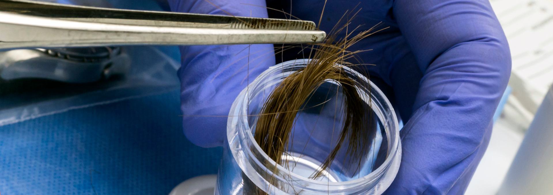 Hair DNA Test Gloved hands holding tweezers with hair sample over a container in a laboratory setting.