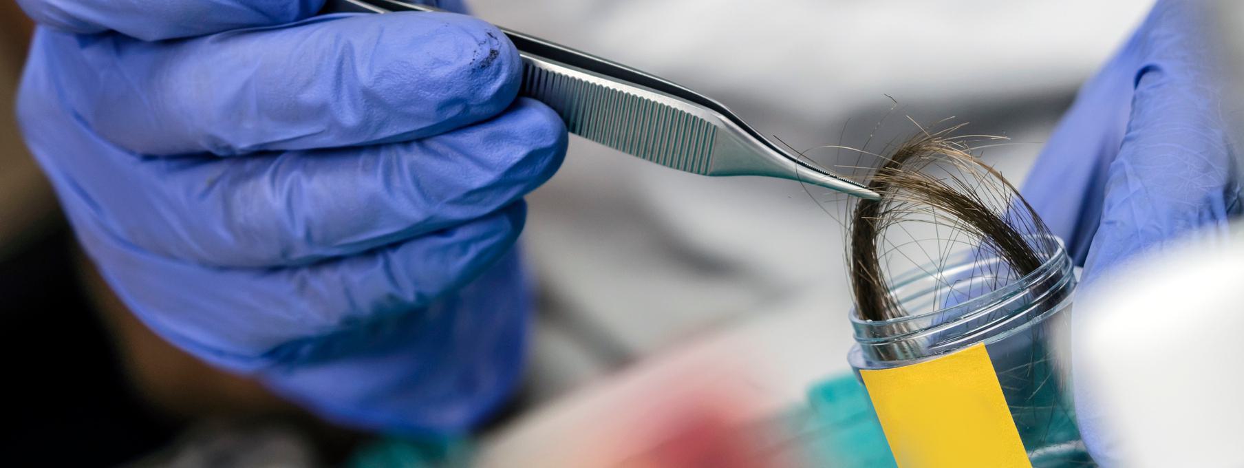 Close-up of a gloved hand using tweezers to place hair strands into a labeled container for analysis.